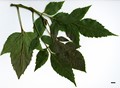 SpeciesSub: subsp. syriaca SpeciesSub: subsp. syriaca